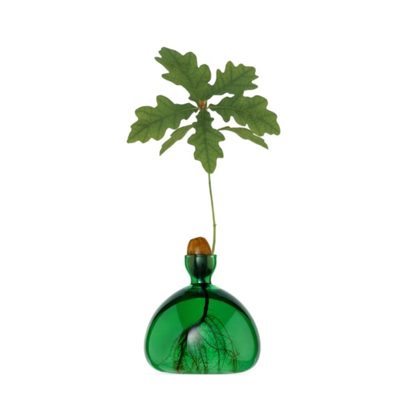 NWT Minimalist Acorn Vase by Ilex Studio – Green Glass Oak Tree Sprouting Vessel - Picture 1 of 5